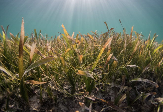 Celebrate International Seagrass Day