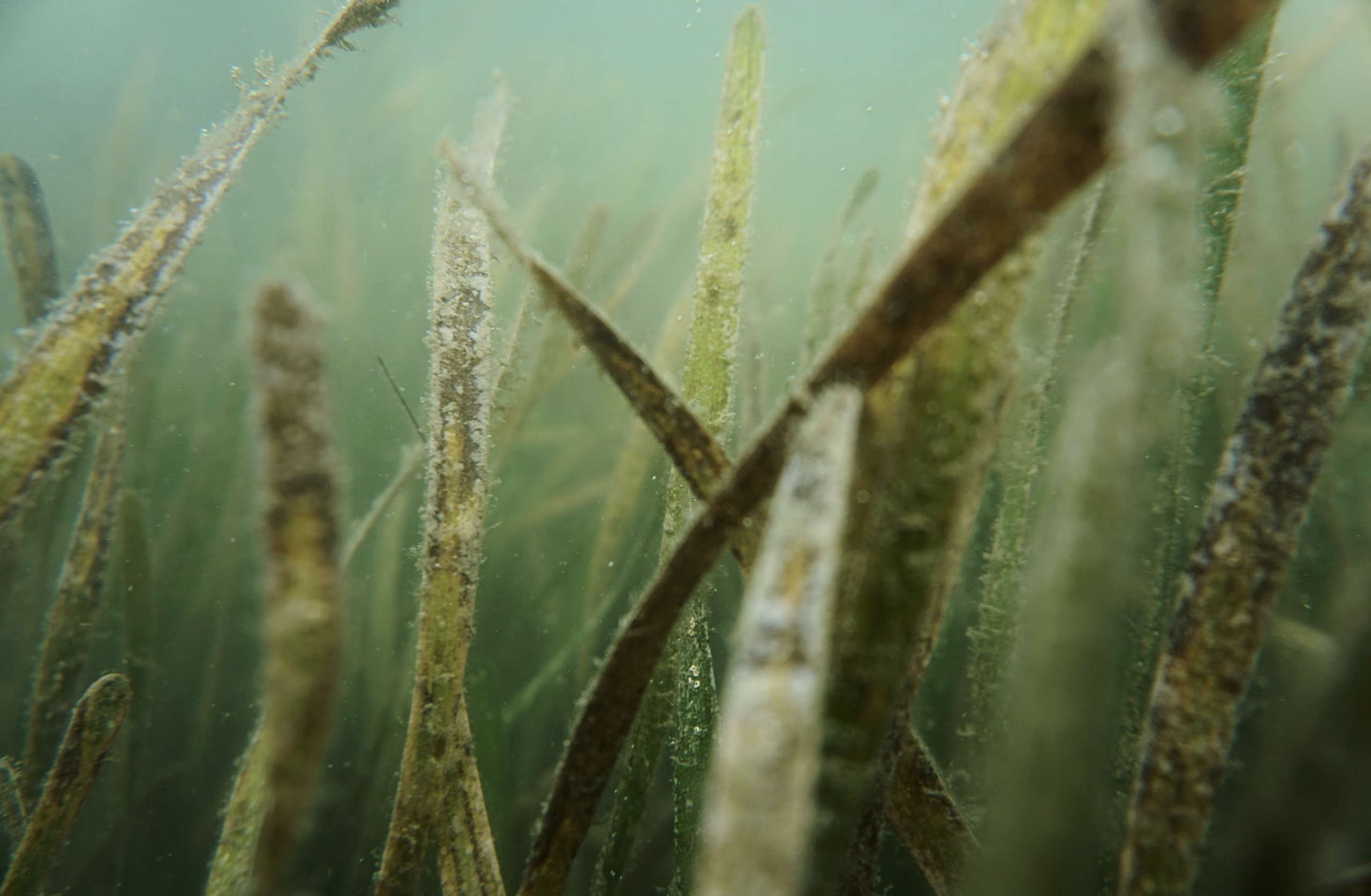 Seagrass Habitat | Thalassia testudinum (turtle grass) | Fort De Soto Park | Photographer: Joe Whalen