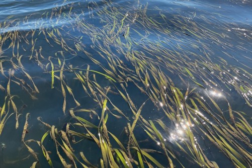 Seagrass