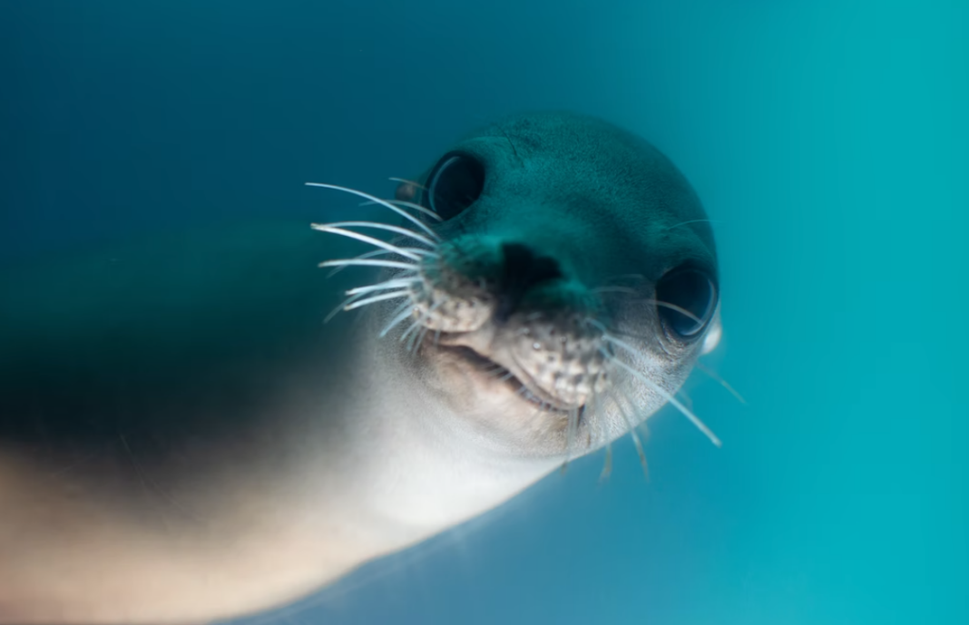 cute face sea lion