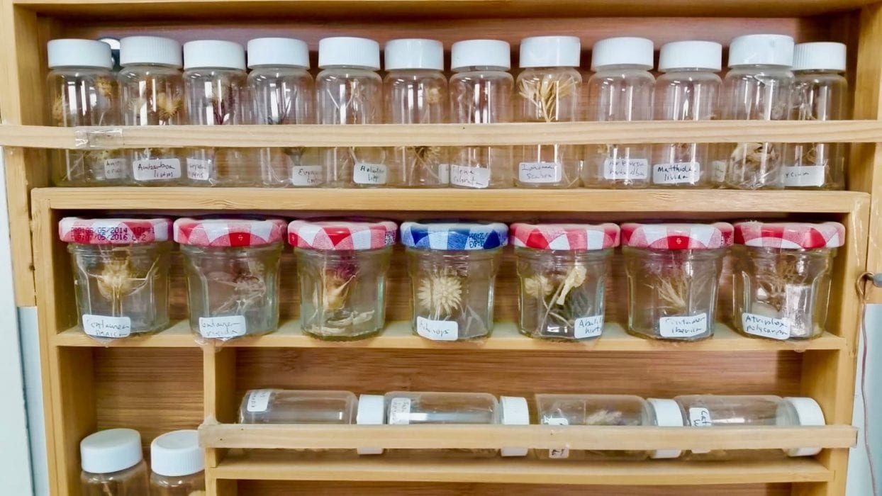 Seed bank Arava Institute
