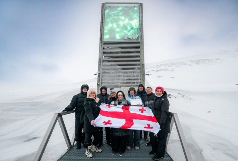 The Journey of Georgia’s Ancient Wheat to the Svalbard Seed Vault