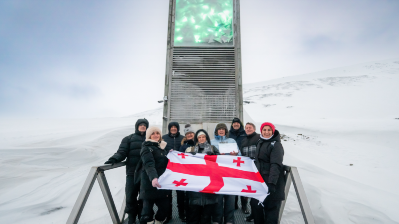 The Journey of Georgia’s Ancient Wheat to the Svalbard Seed Vault