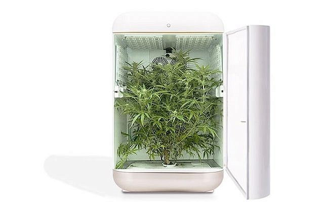 seedo appliance, cannabis growing invested in by Daniel Birnbaum