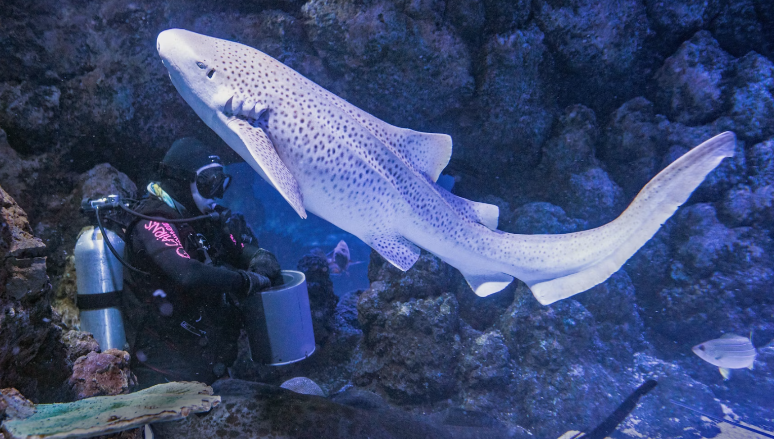 Shark feeding time, Australia