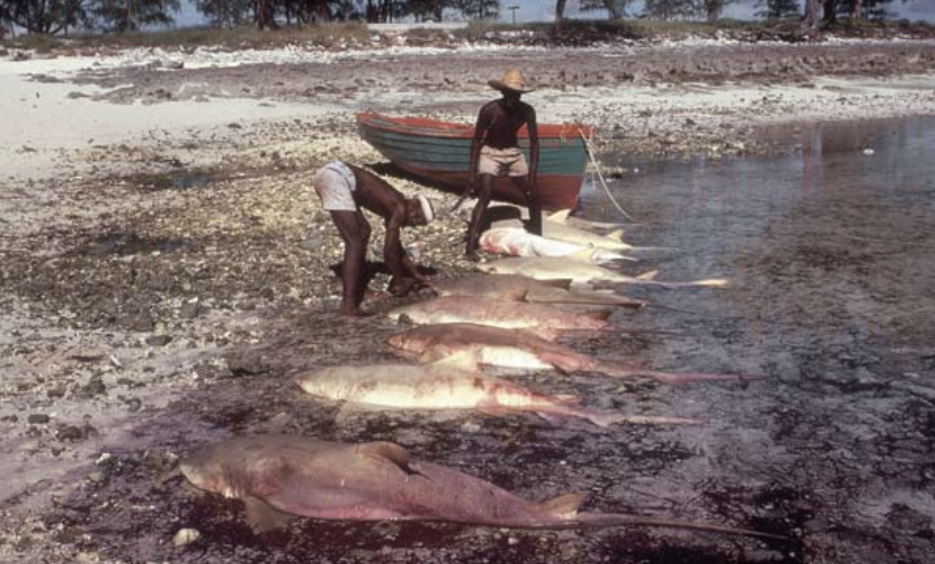 Shark Fishing at Cosmoledo in 1982Above: Sometimes the men, especially Mazarin, went out in their small boats and fished for shark all night long. A single night’s catch might comprise as many as 10 large sharks.