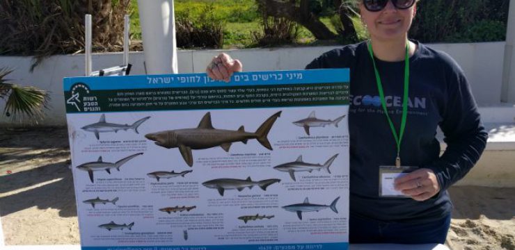 sharks-israel-2.jpg