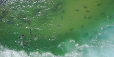 He’s swimming in shark territory to show us Jaws isn’t that scary