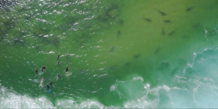 He’s swimming in shark territory to show us Jaws isn’t that scary