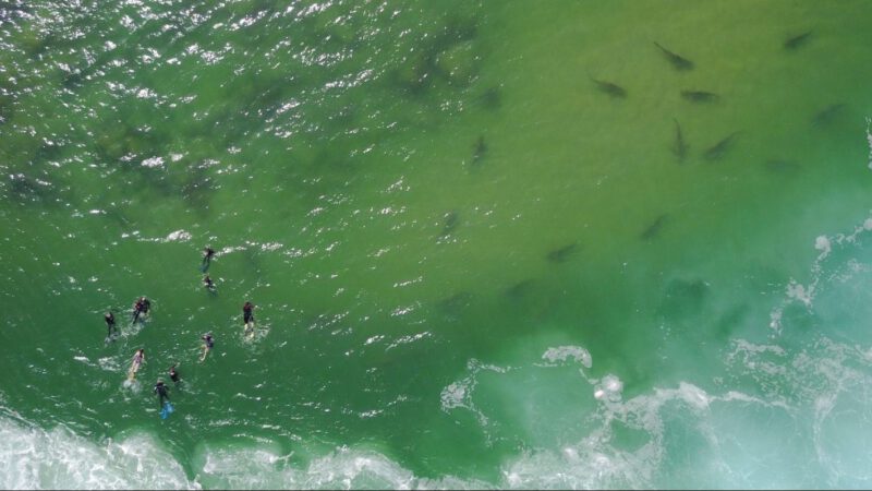 He’s swimming in shark territory to show us Jaws isn’t that scary