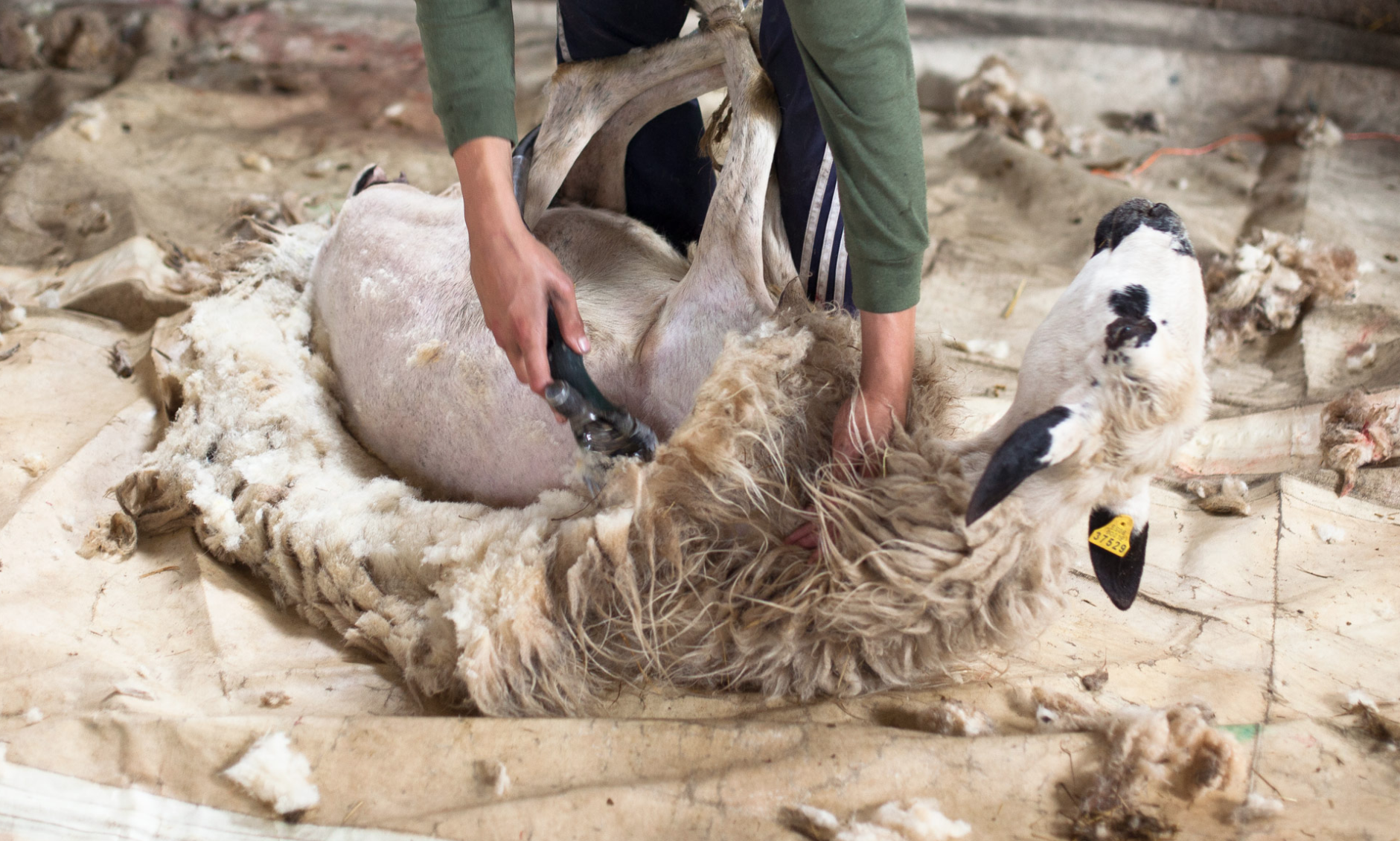 natural sheep slow fashion, babaa spain