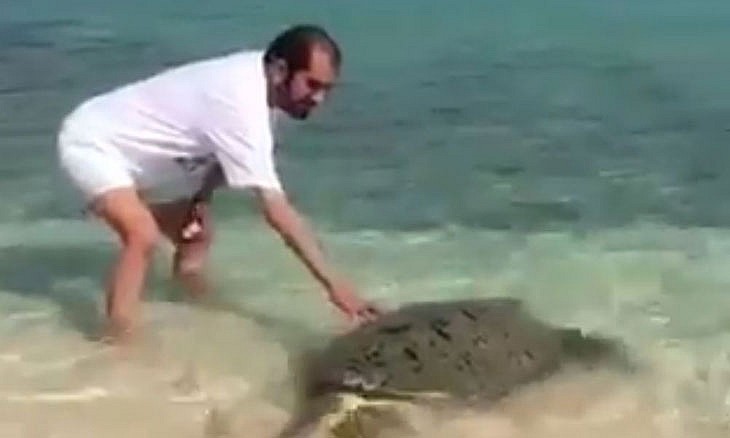 sheikh-sheik-dubai-turtles