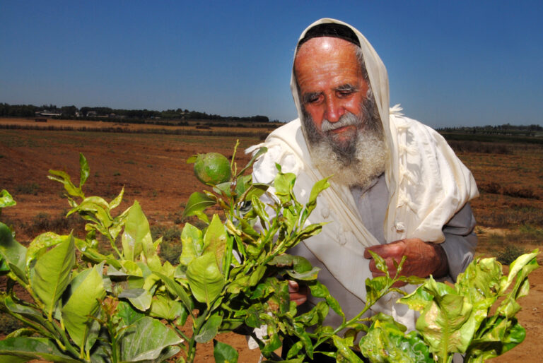 Shmita and surviving a year in Israel without starving as the land rests