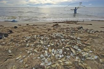 Mysterious mass fish die-off in Tunisia sparks world-ending debate (video)