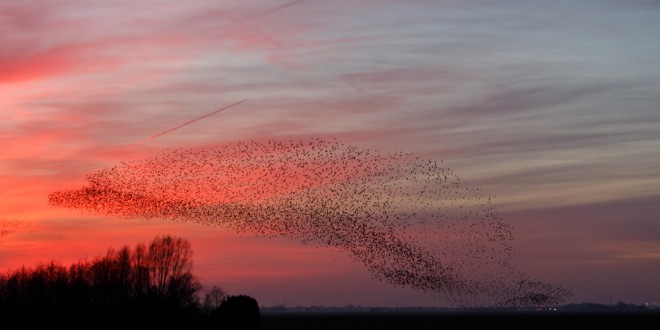 starling_murmeration_at_sunset_30000