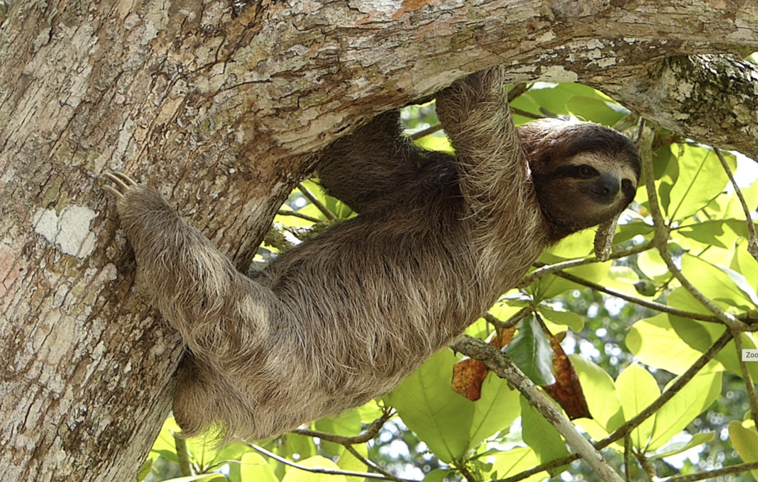 Sloths in costarica, booking an all inclusive holiday in Costa Rica? look out for sloths.