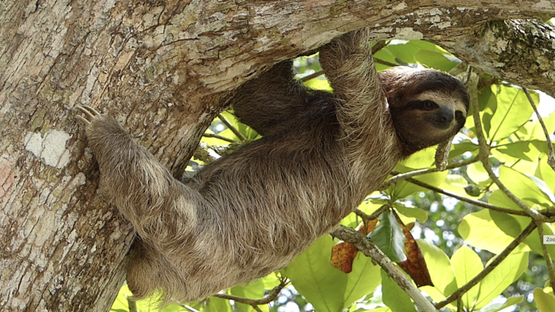 Costa Rica in Central America has blood on its wires