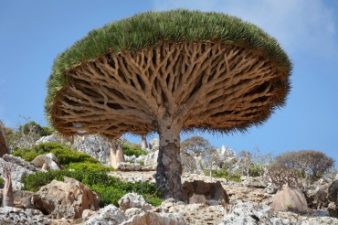 Middle East plants won’t migrate during climate change
