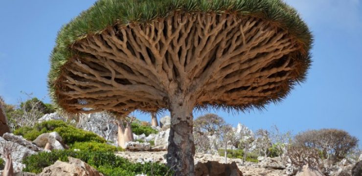 socotra-dragon-tree-yemen.jpg