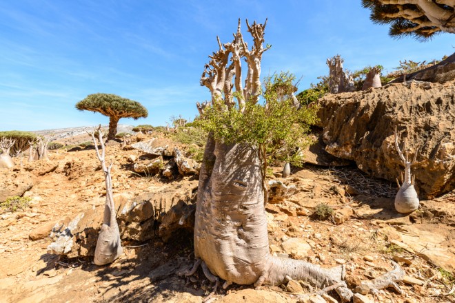 socotra-tree-yemen-dragon