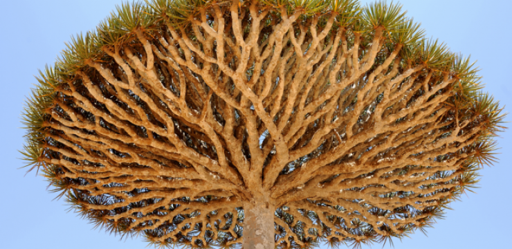 socotra-yemen-dragon-trees.png