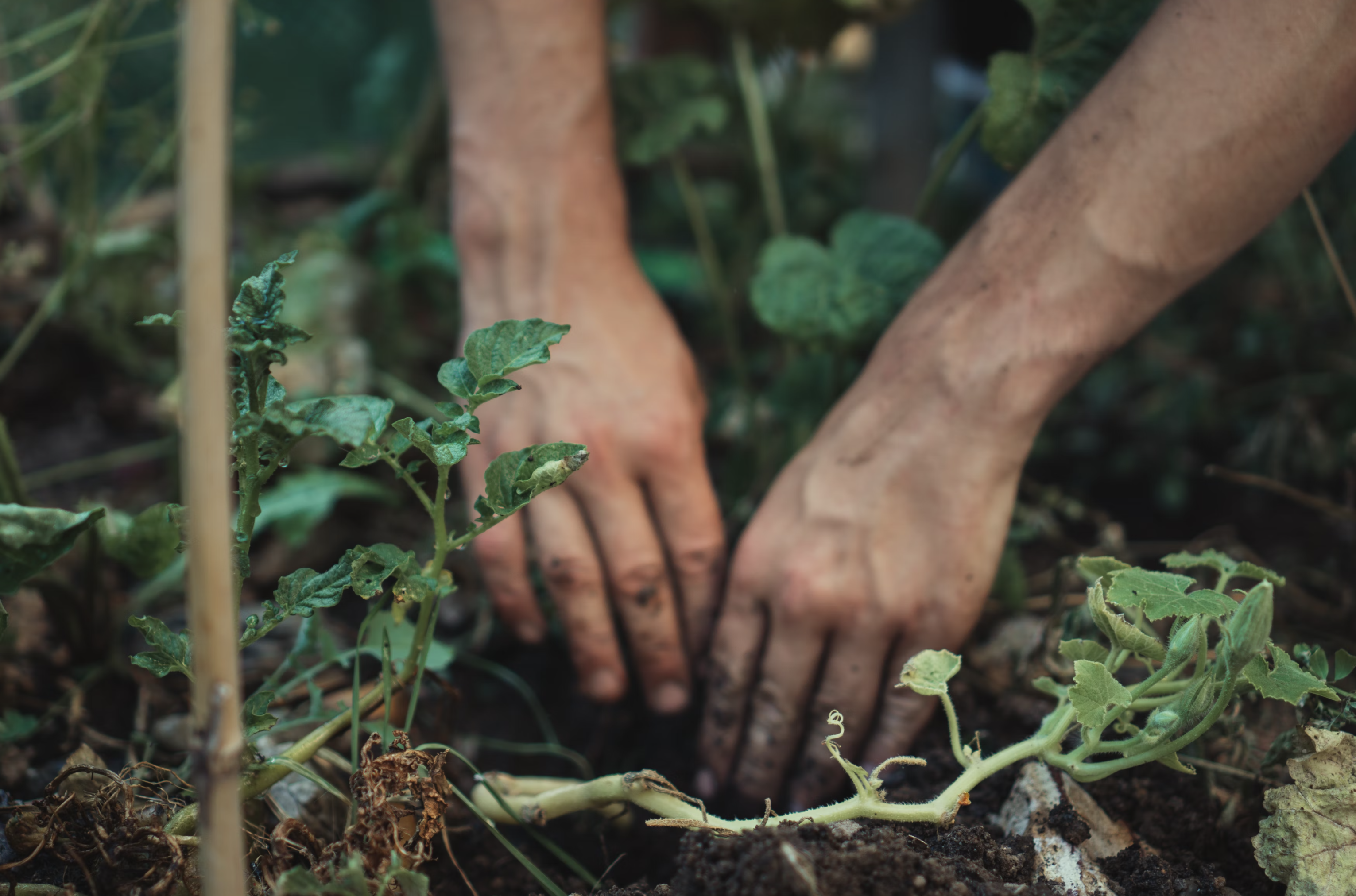 hands in dirt gardening