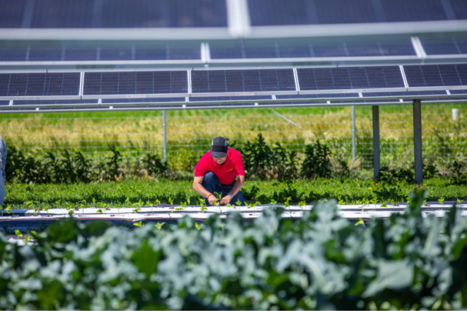 Farming under solar panels