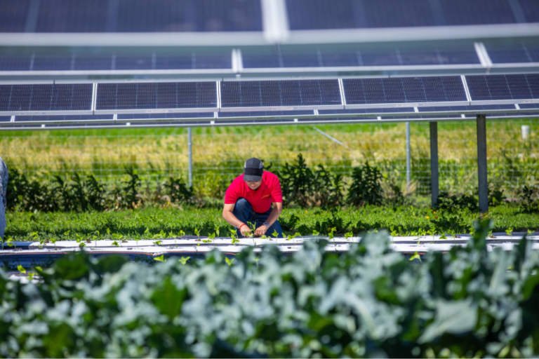 A guide to solar farms on a farm
