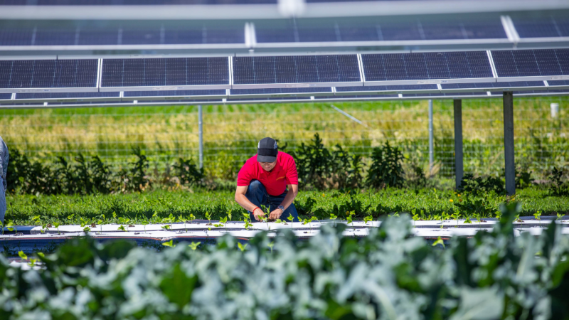 A guide to solar farms on a farm