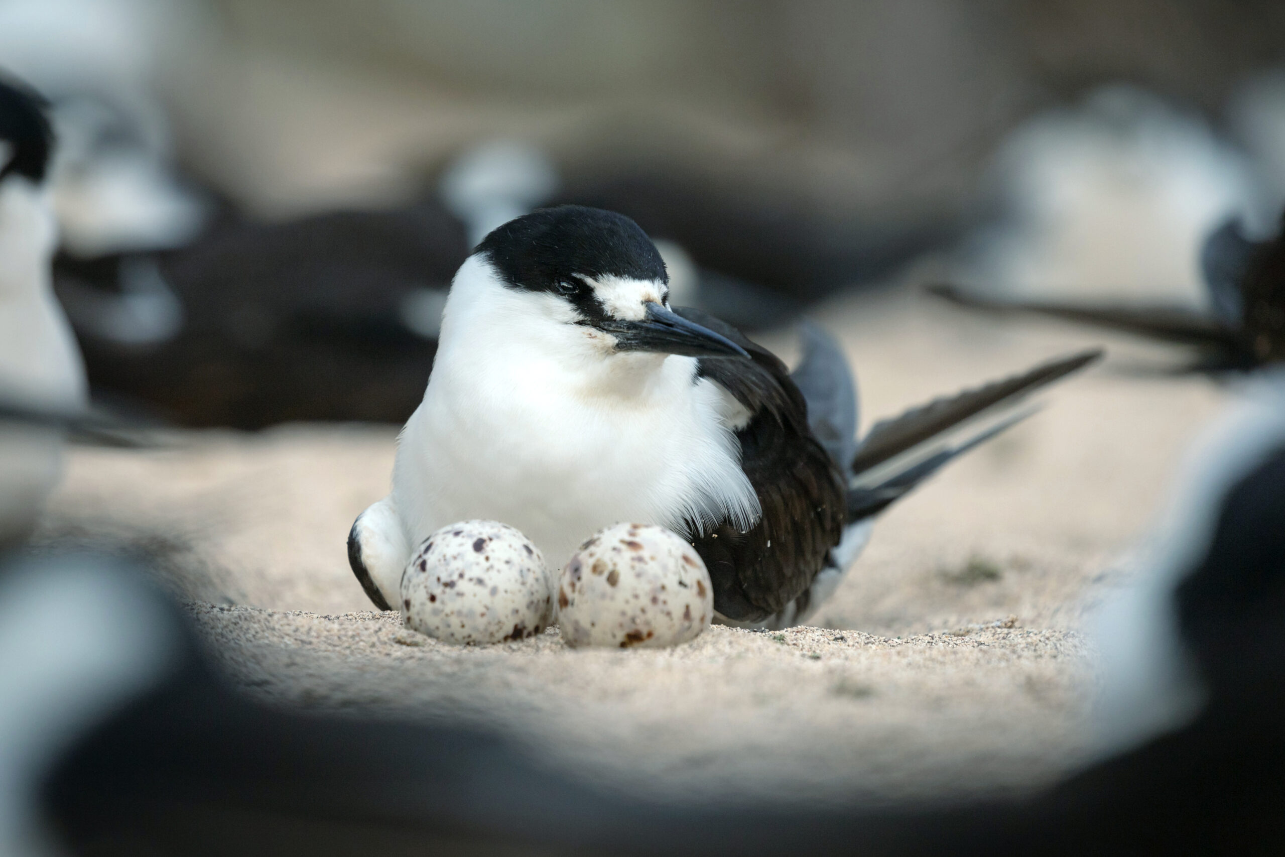 A sooty tern and her eggs, via Wikipedia