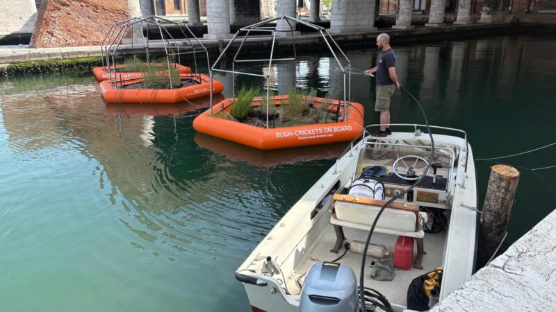 Sustainability and Crickets Sing in Venice at Venice Biennale