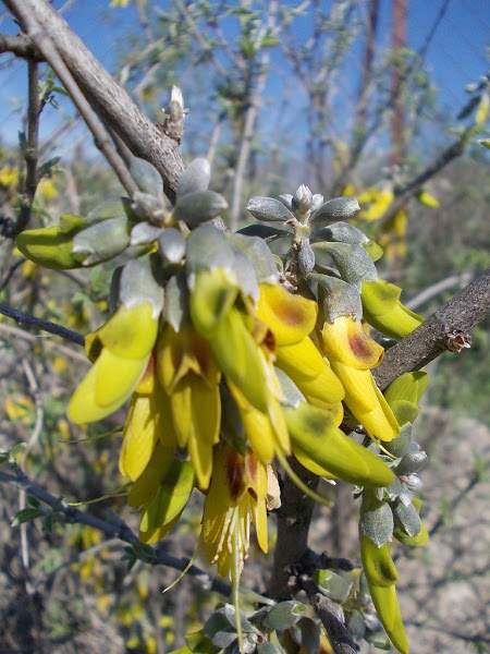 Mediterranean stinkbush