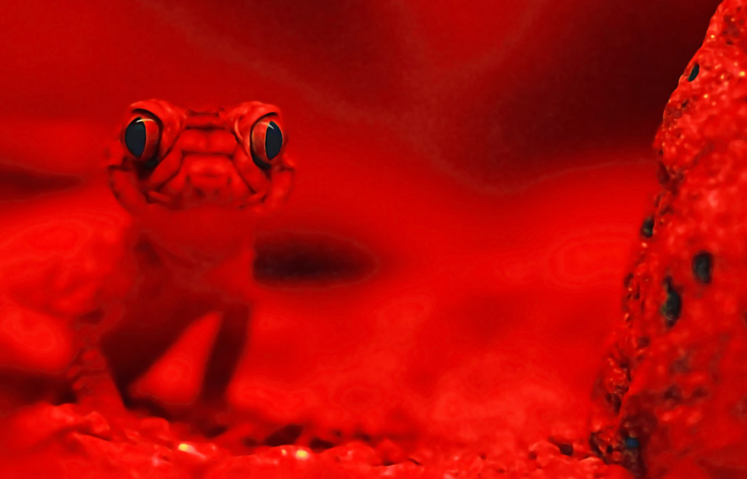 War stressful for geckos and reptiles