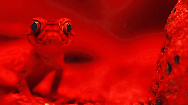 War stressful for geckos and reptiles