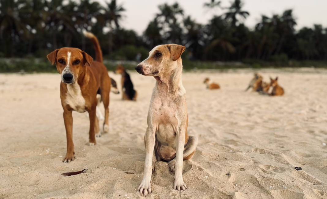 Turkey has approved the culling of millions of dogs