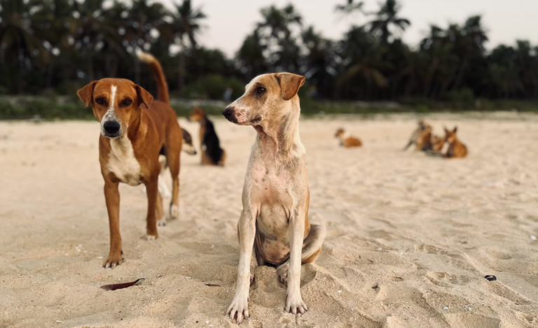 Turkey has approved the culling of millions of dogs