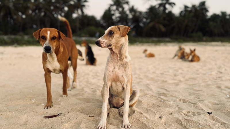 Turkey has approved the culling of millions of dogs