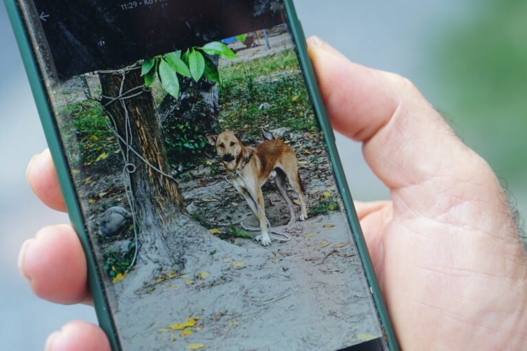 Koh Phangan’s angels for the dogs and the cats