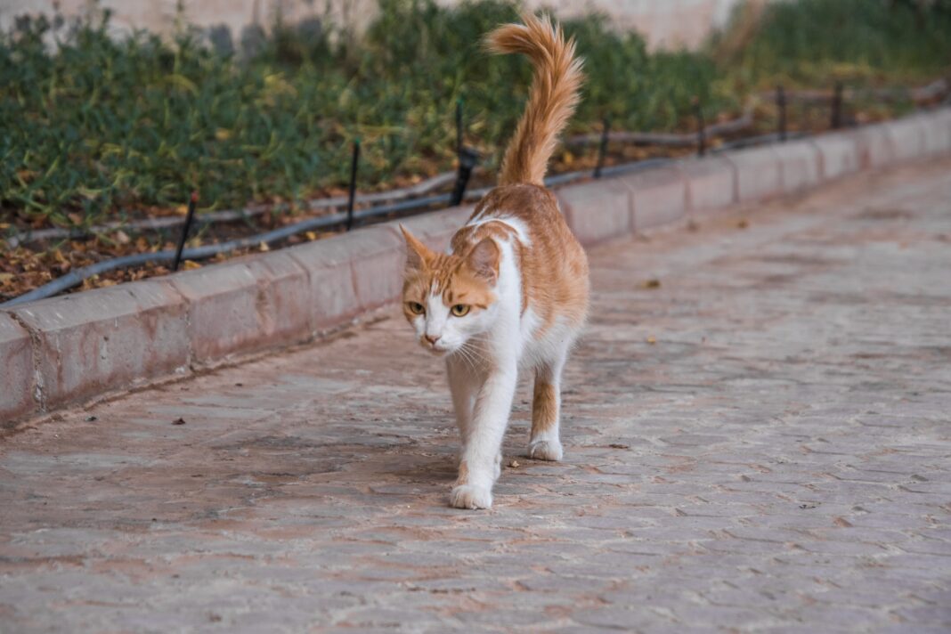 Tel Aviv Guide to Strays in Need