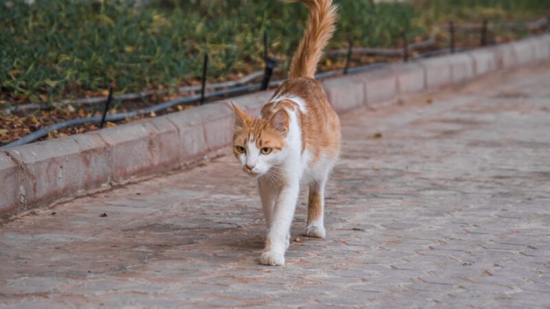 Tel Aviv Guide to Strays in Need