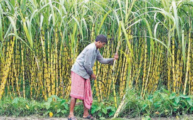 sugarcane, alternative to plastic, made from sugarcane, plastics and leather from meat, biodegradable plastic, plastic alternative
