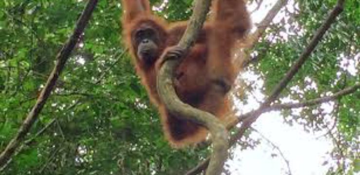 sumatran-oran-utan.jpg