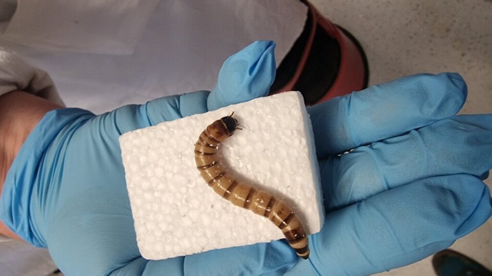 An Experiment To Test If Worms Eat Plastic Green Prophet
