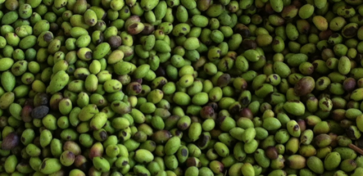 suri-olive-dahab-lebanon.png