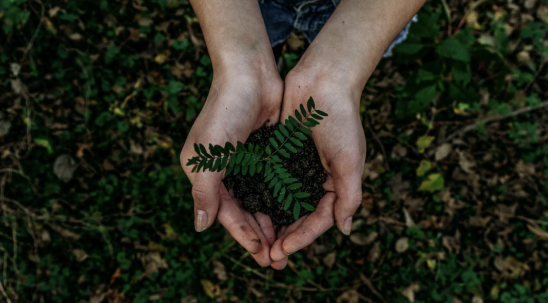 5 Choices an Individual Can Make to Lead a Greener Life