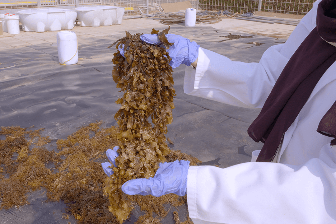 Images of seaweed courtesy of King Abdullah University of Science and Technology (KAUST) 