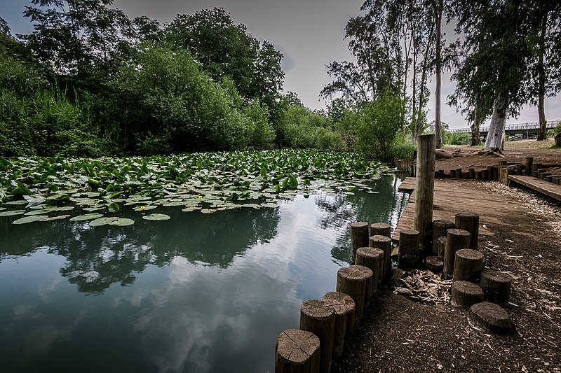 water lily park, Israel