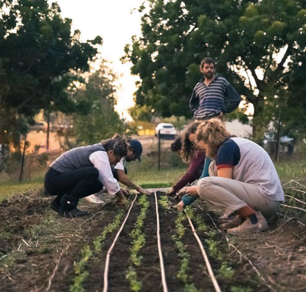 Tel Chubez, a garden share in south Tel Aviv. Residents create coupons for contributing to the garden is areas such as composting and can redeem them for fresh food. 