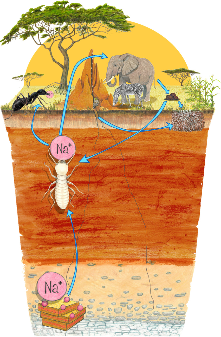 Schematic representation of the cascading effect of termite bioturbation. Na⁺ is brought to the surface from belowground minerals. Termite biomass and biostructures constitute patches of Na⁺ at the landscape scale. Redistribution of Na⁺ by termites occurs directly by predation (hereby ants) and indirectly via the licking or consumption of termite soil by herbivores and the development of fungi with potential positive impacts on plants and as a feedback loop on herbivores. Recycling of Na⁺ by termites mostly occurs via the consumption of herbivores’ dung (© IRD—Cristal Ricoy Martinez)