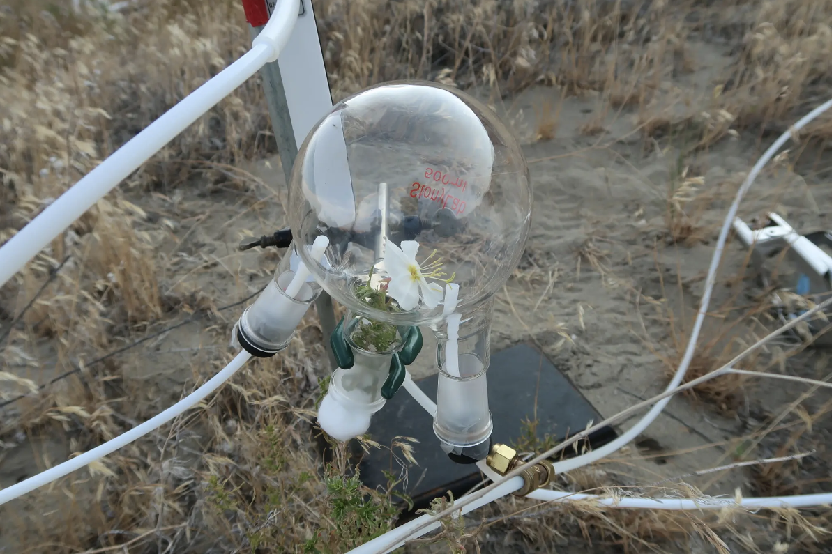 moths can't stand the smell of pollution